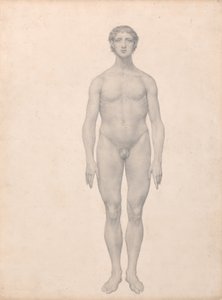 İnsan Vücudunun Yapısının Bir Kaplanın Yapısı ile Mukayeseli Bir Anatomik Gösterimi ve Bir...